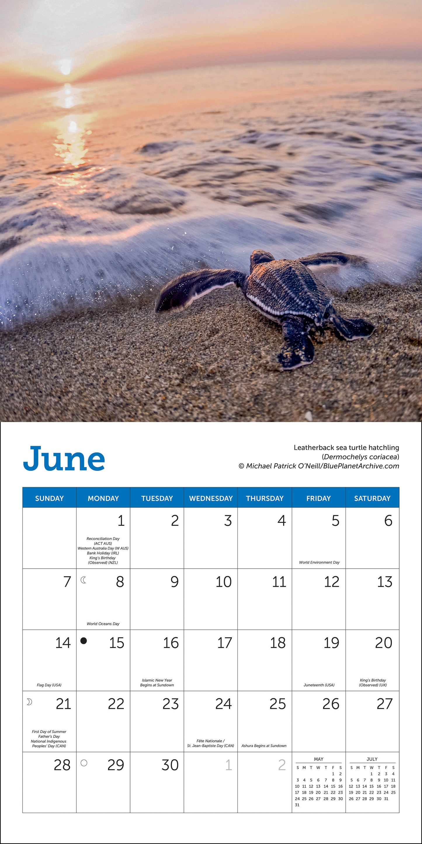 Mini wall calendar with sea turtle photography