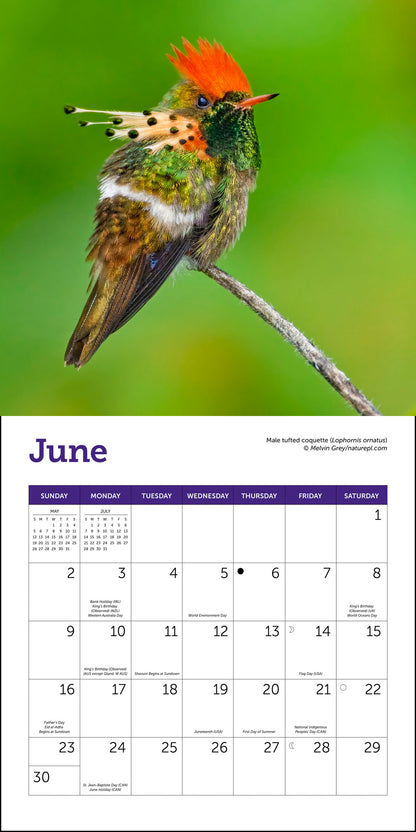 Hummingbirds Wall Calendar