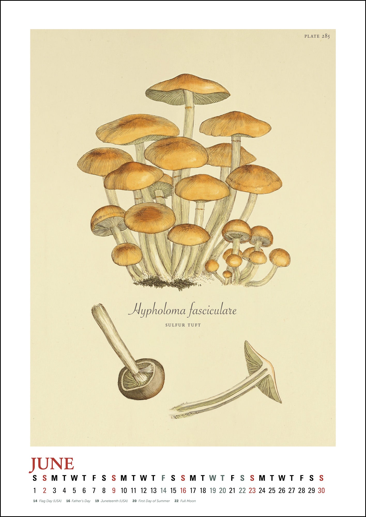 Mushroom Oversize Wall Calendar 2024, 13.38'' x 19'' Spiral Bound with Hanger