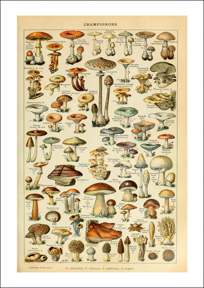 Mushroom Oversize Wall Calendar 2024, 13.38'' x 19'' Spiral Bound with Hanger