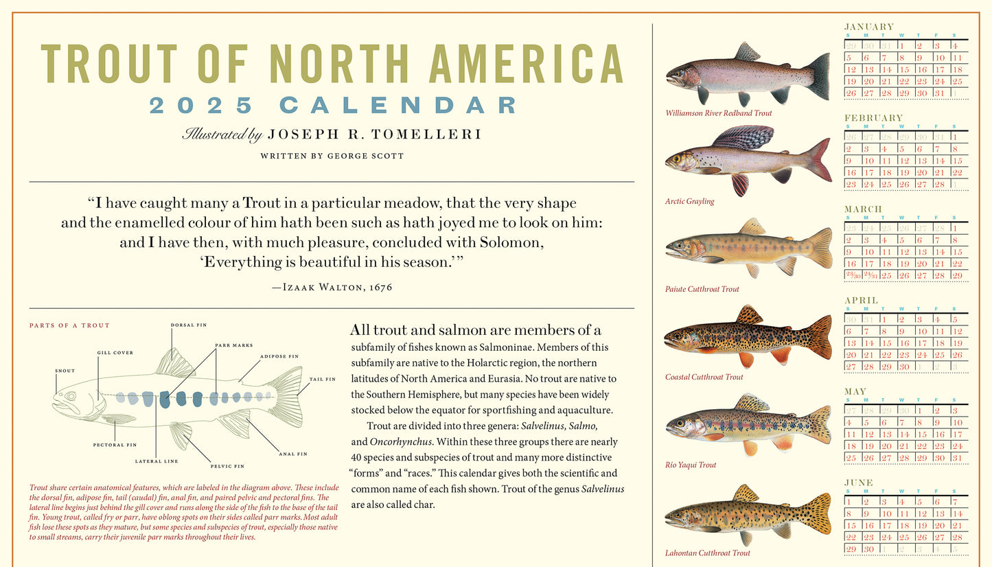 Trout of North America Wall Calendar 2025, Monthly January-December 14'' x 8"