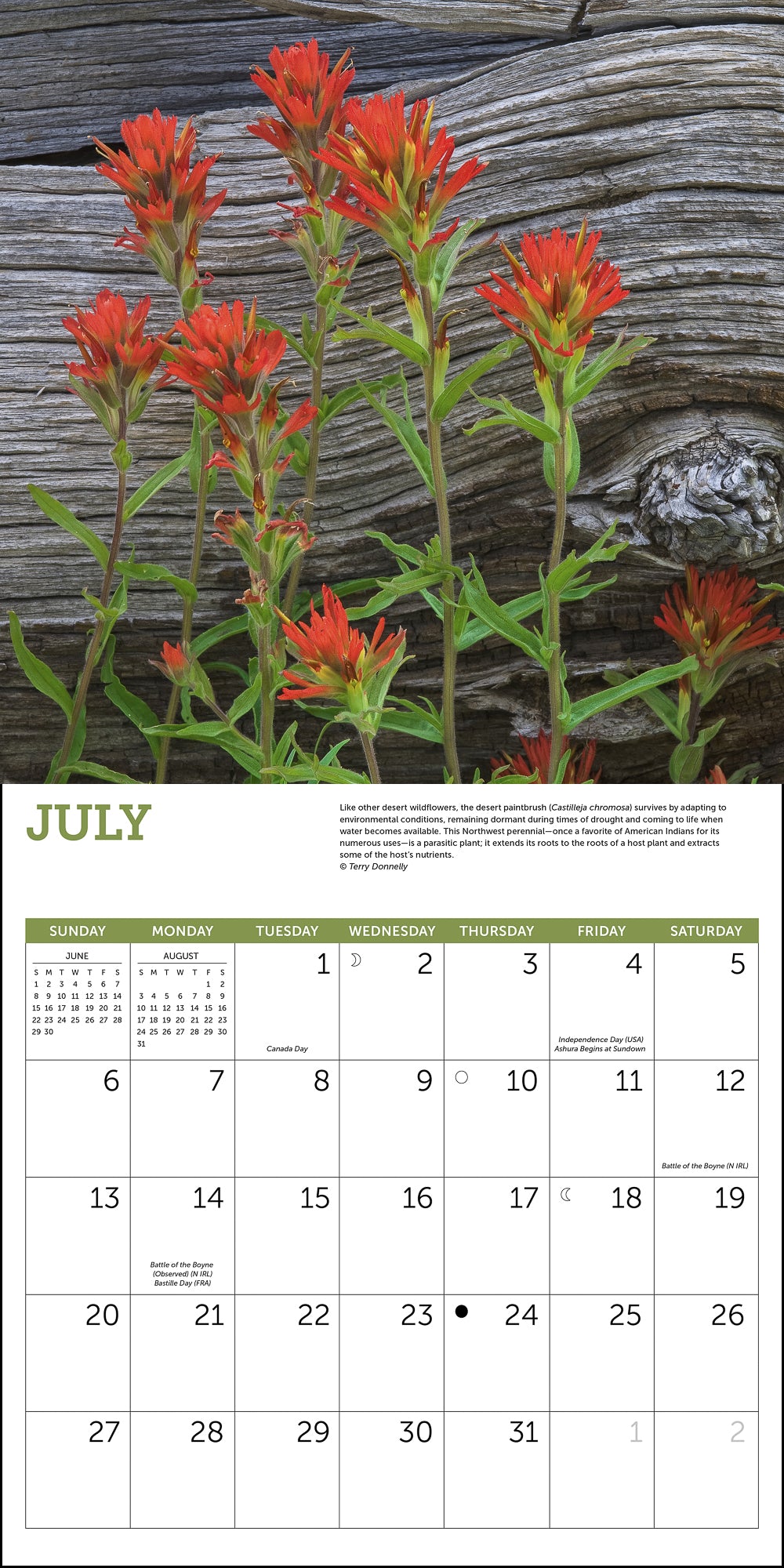 Wildflowers Wall Calendar 2025, Monthly January-December 12'' x 12"