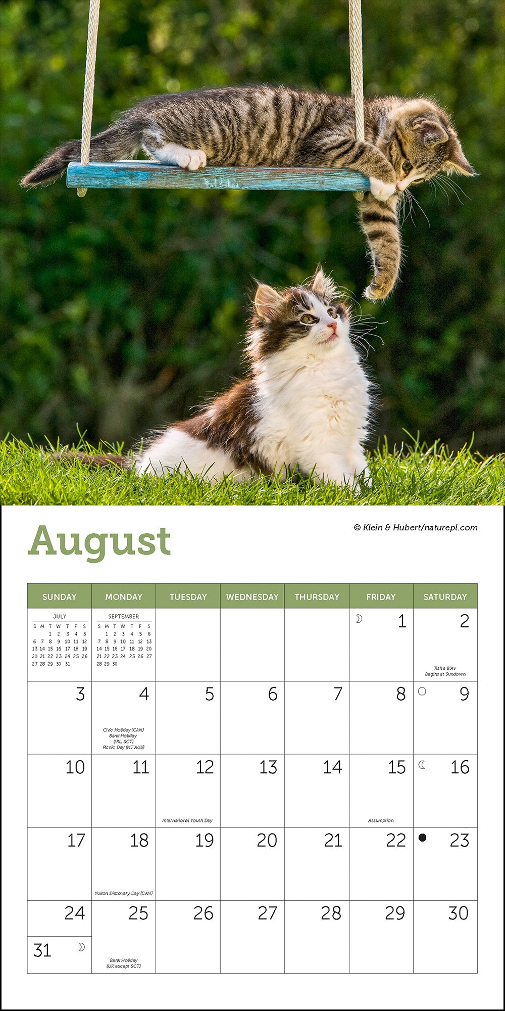 Cats Mini Wall Calendar 2025, 7" x 7"