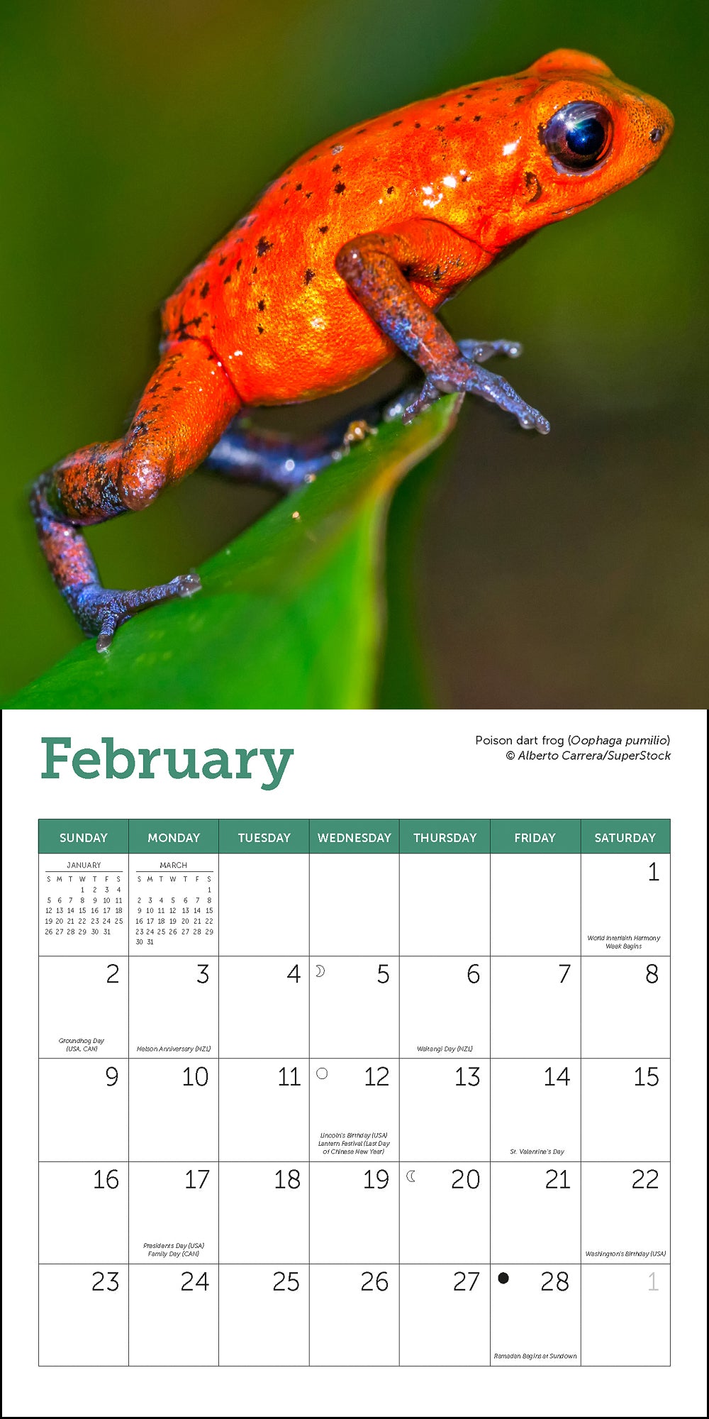 Frogs Mini Wall Calendar 2025, 7" x 7"