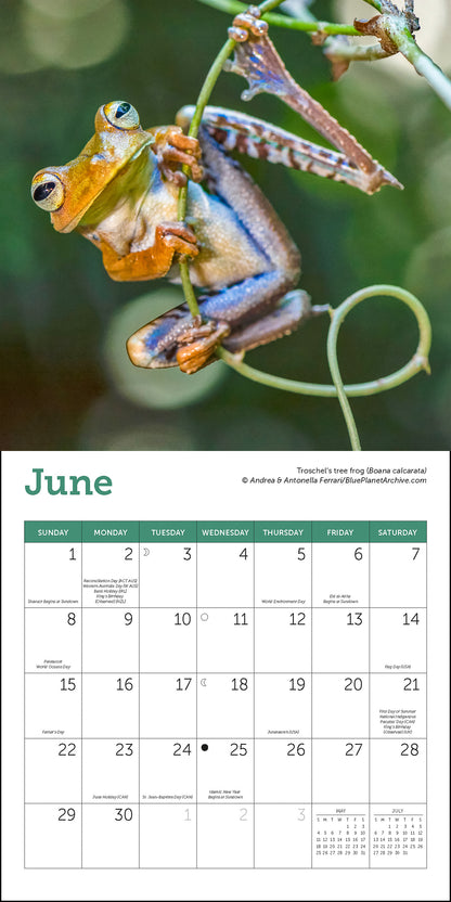 Frogs Mini Wall Calendar 2025, 7" x 7"