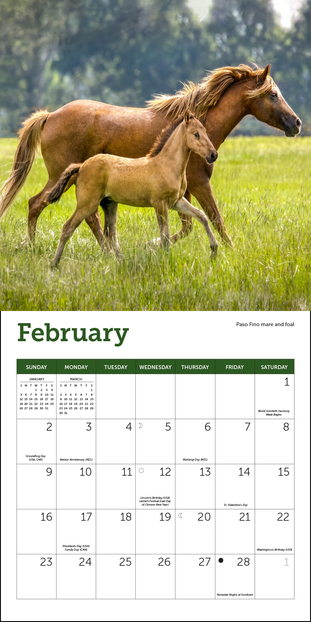 Horses Mini Wall Calendar 2025, 7" x 7"