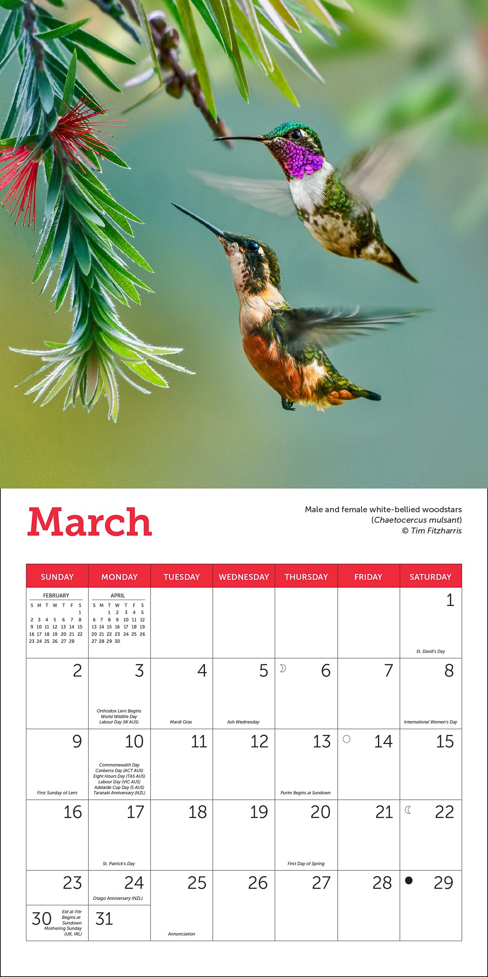 Hummingbirds Mini Wall Calendar 2025, 7" x 7"