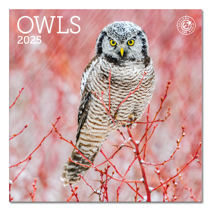 Owls Mini Wall Calendar 2025, 7" x 7"