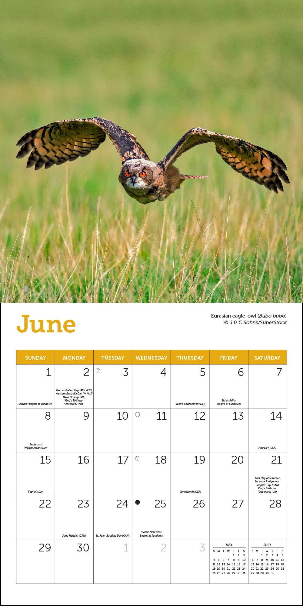 Owls Mini Wall Calendar 2025, 7" x 7"