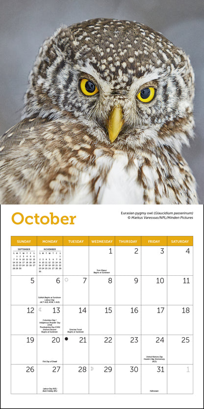 Owls Mini Wall Calendar 2025, 7" x 7"