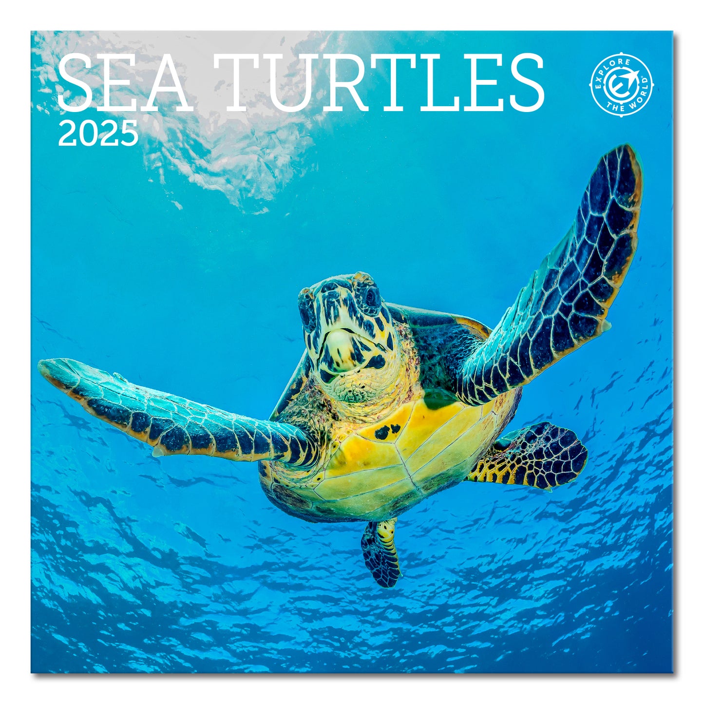 Sea Turtles Mini Wall Calendar 2025, 7" x 7"