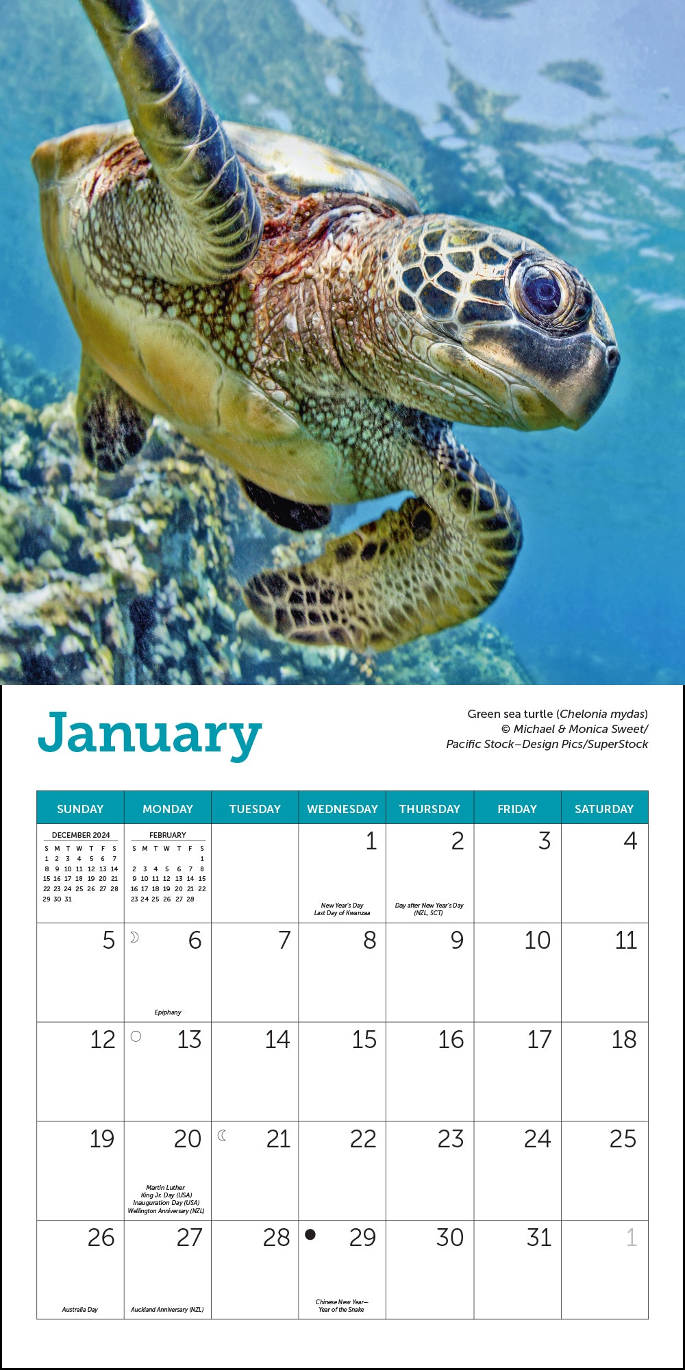 Sea Turtles Mini Wall Calendar 2025, 7" x 7"