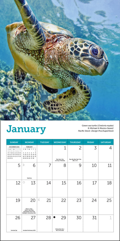 Sea Turtles Mini Wall Calendar 2025, 7" x 7"