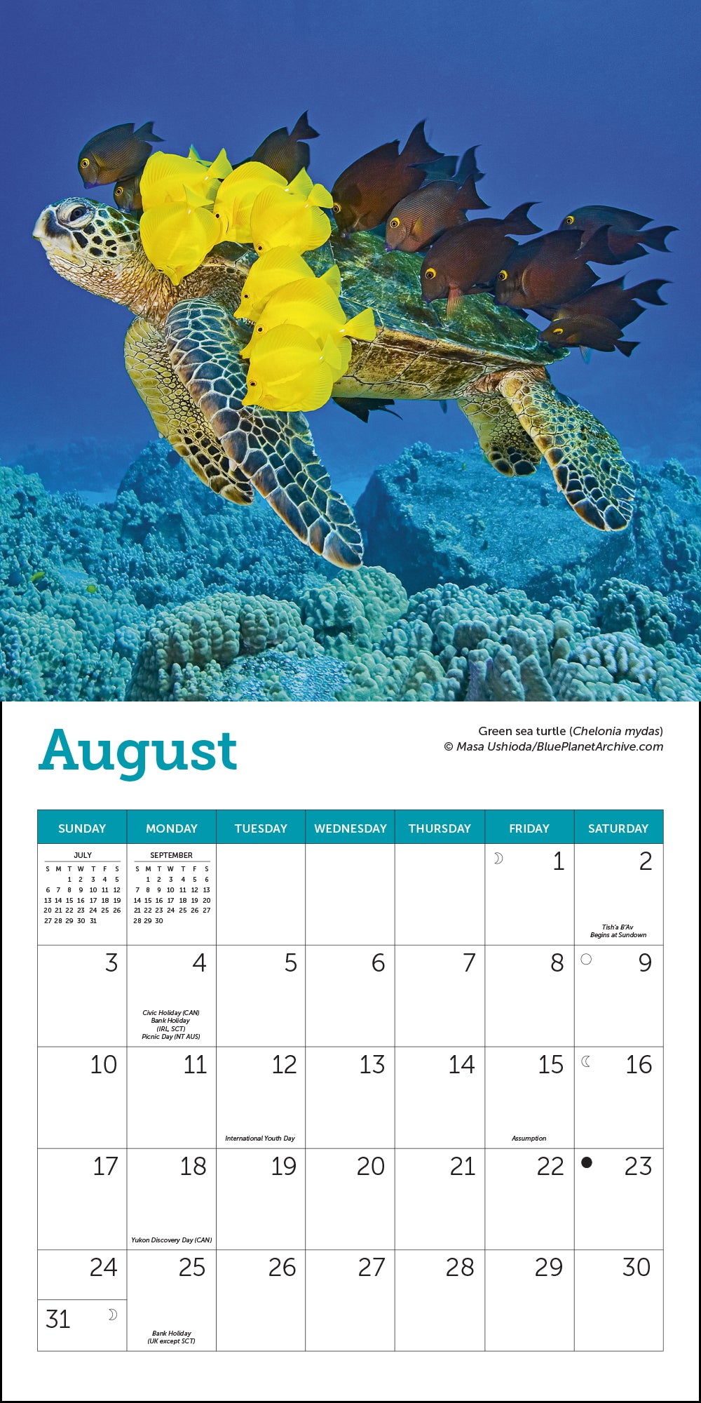 Sea Turtles Mini Wall Calendar 2025, 7" x 7"