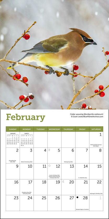 Songbirds Mini Wall Calendar 2025, 7" x 7"