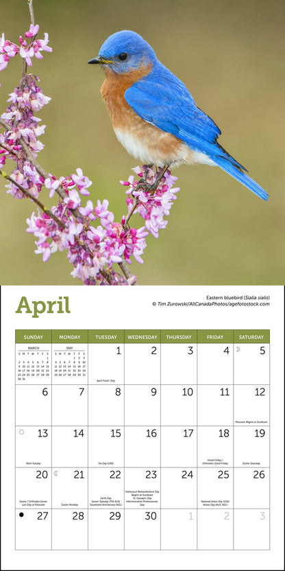 Songbirds Mini Wall Calendar 2025, 7" x 7"