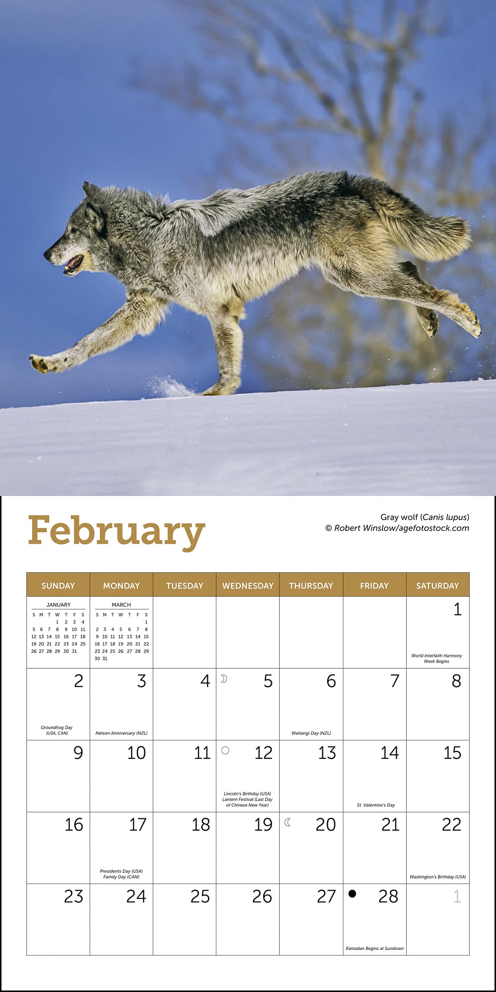 Wolves Mini Wall Calendar 2025, 7" x 7"