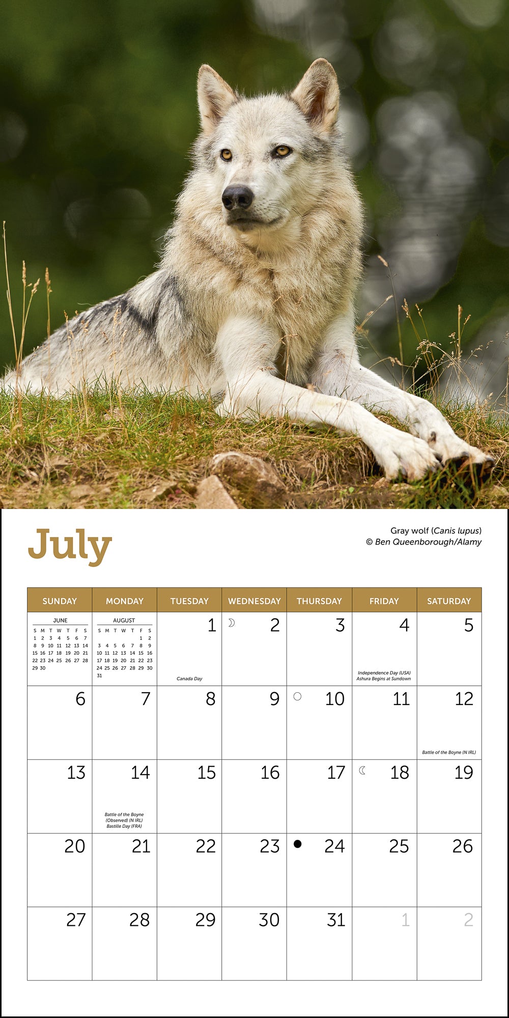 Wolves Mini Wall Calendar 2025, 7" x 7"