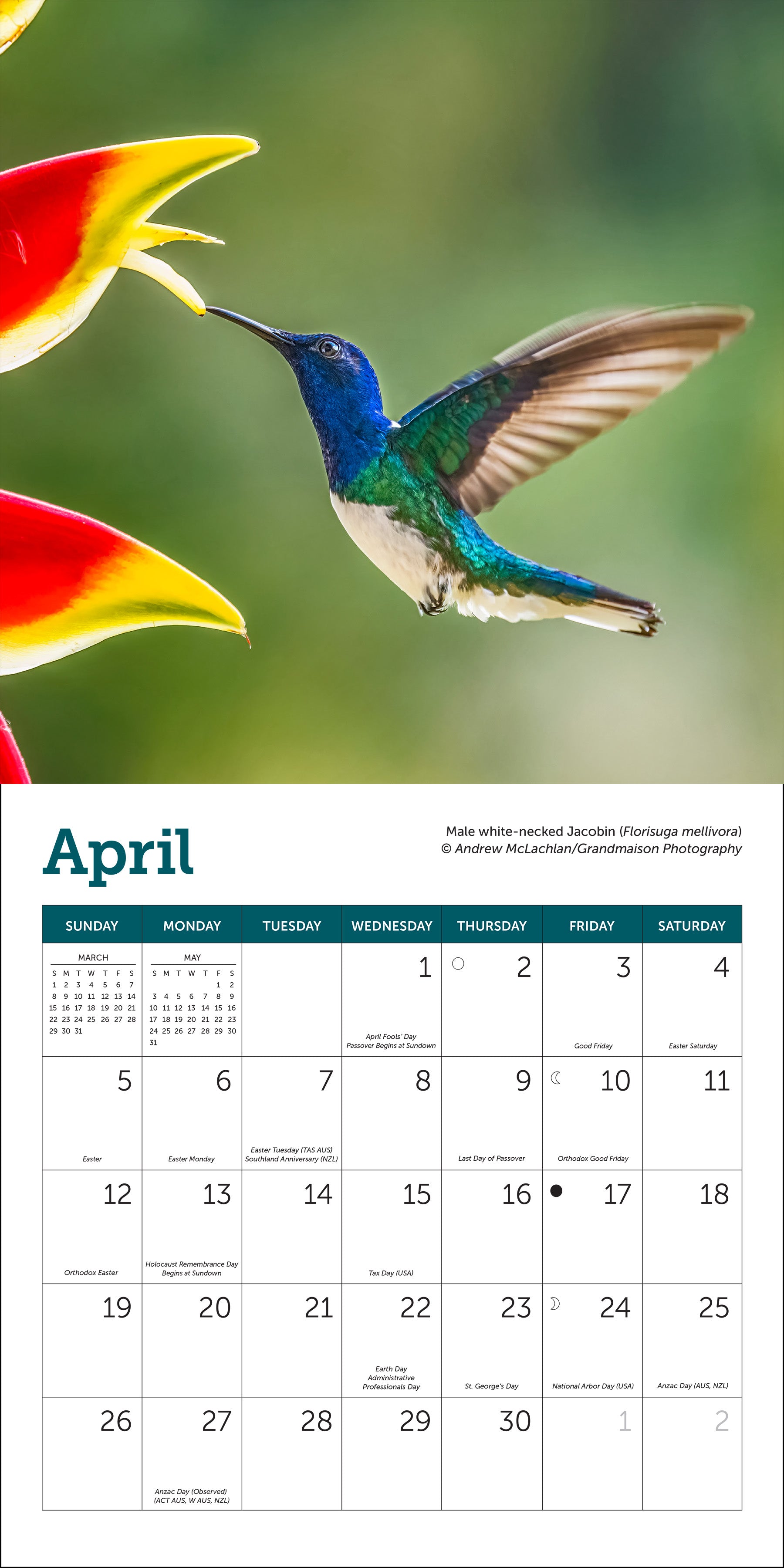 Mini wall calendar featuring hummingbirds for 2026