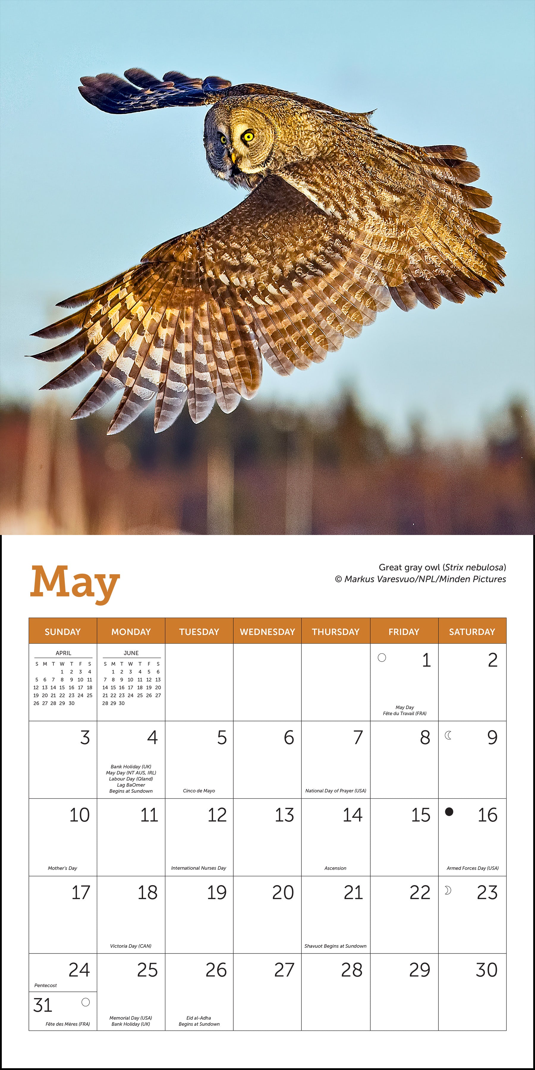 Mini wall calendar featuring owl photography