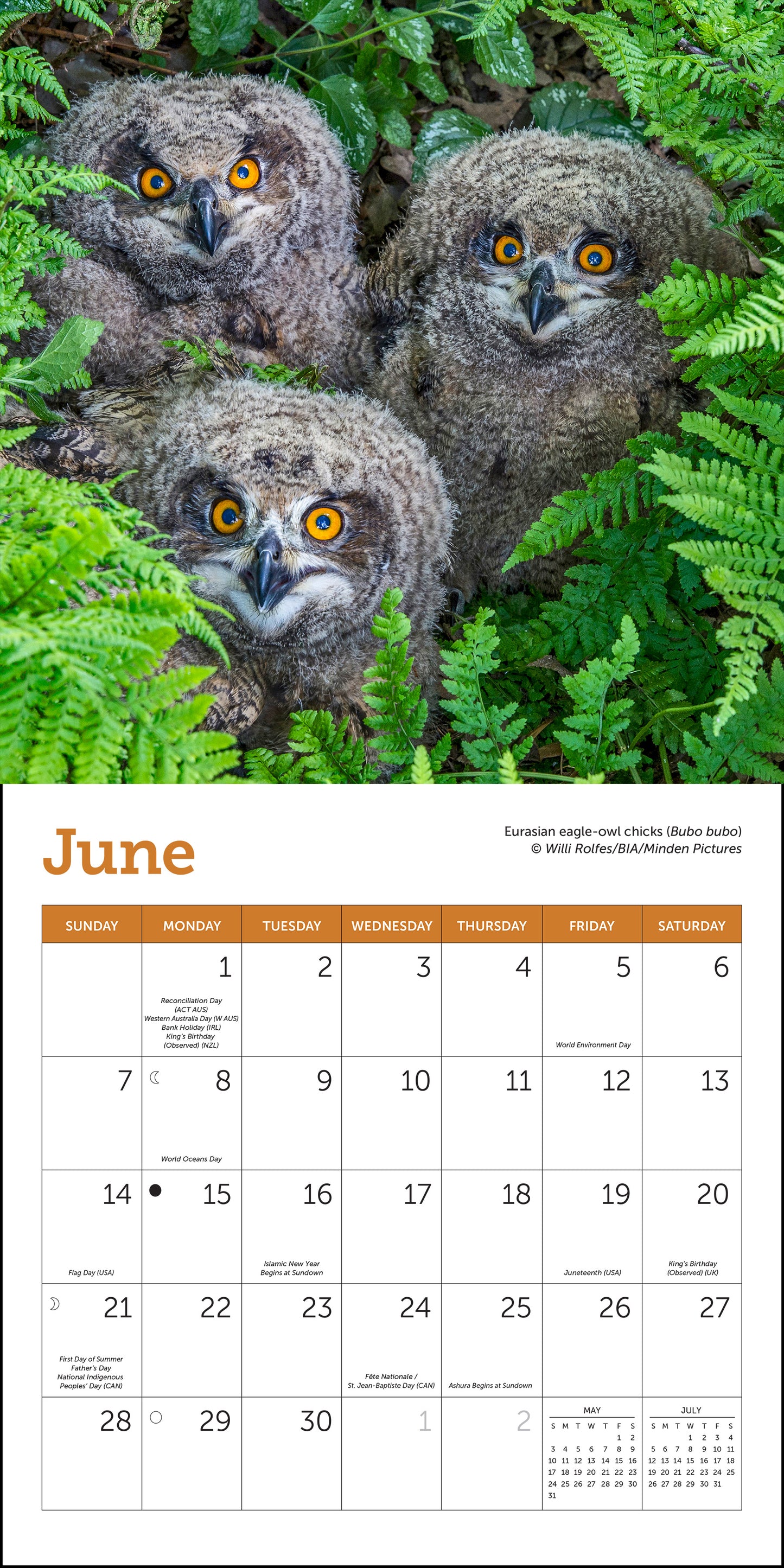 2026 calendar with images of owls