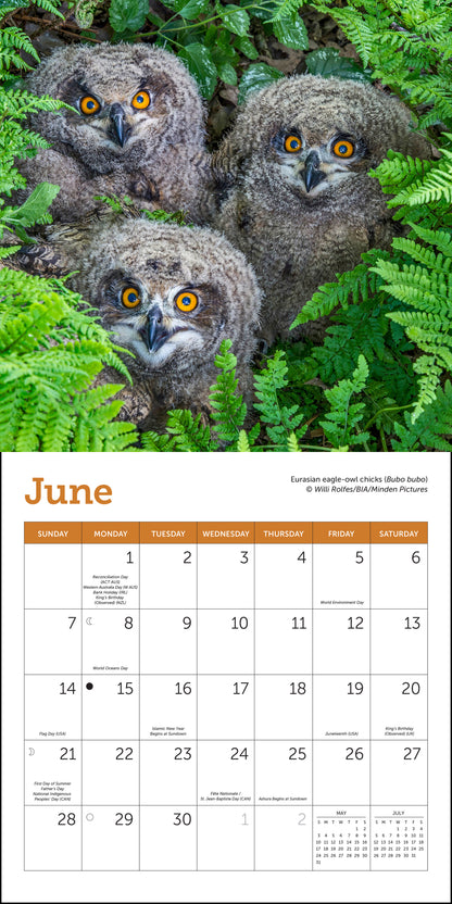 2026 calendar with images of owls