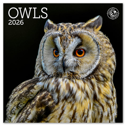 2026 Owls Mini Wall Calendar, 7" x 7"