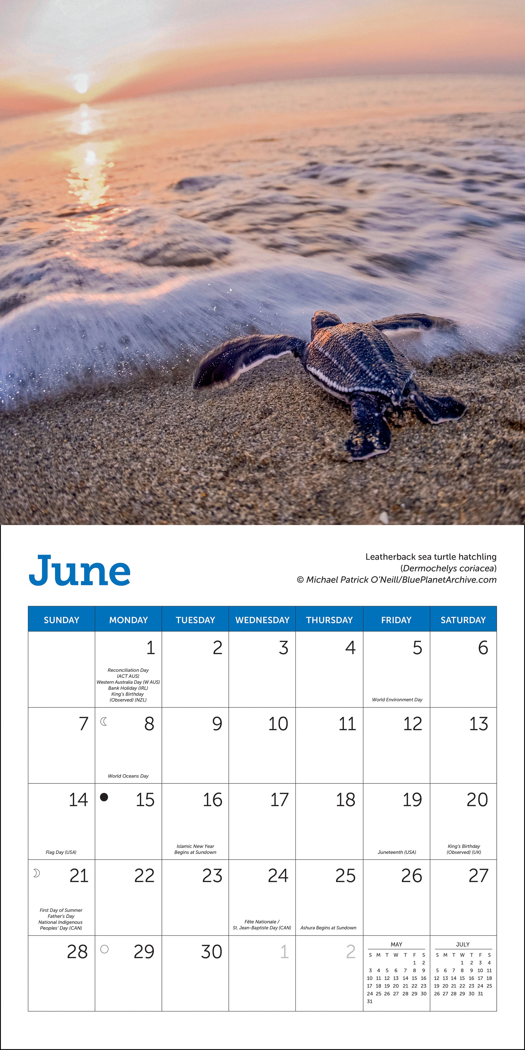 Mini wall calendar with sea turtle photography