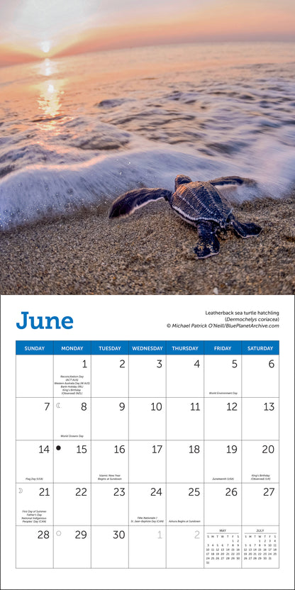 Mini wall calendar with sea turtle photography