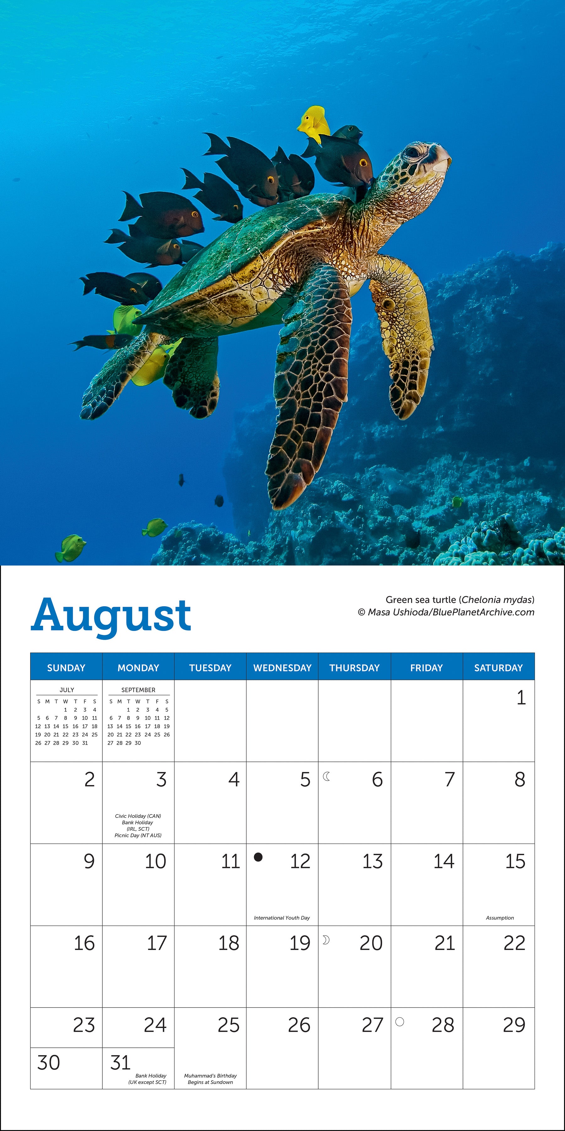 2026 calendar featuring sea turtles in the wild