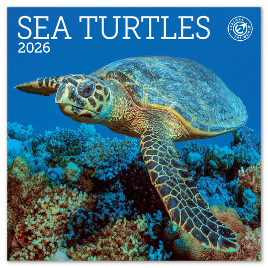 2026 Sea Turtles Mini Wall Calendar, 7" x 7"