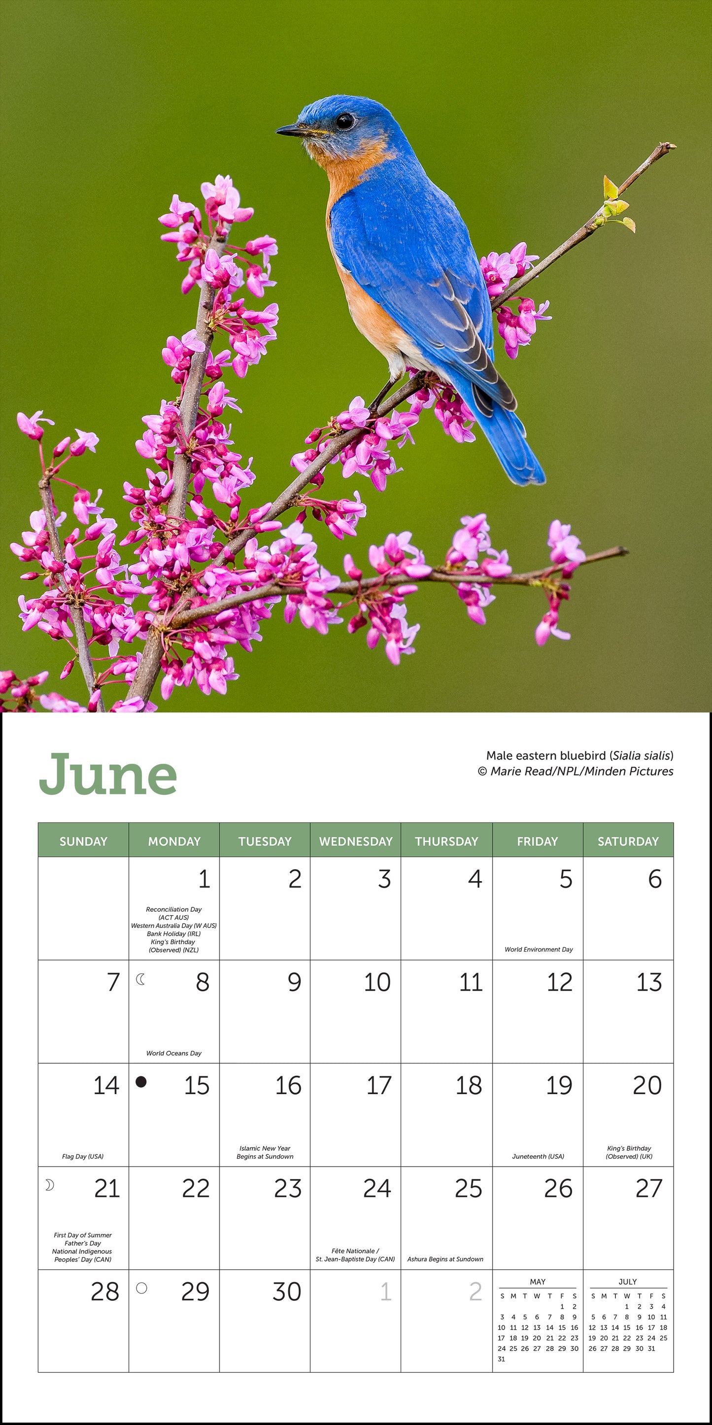Mini wall calendar with colorful songbirds
