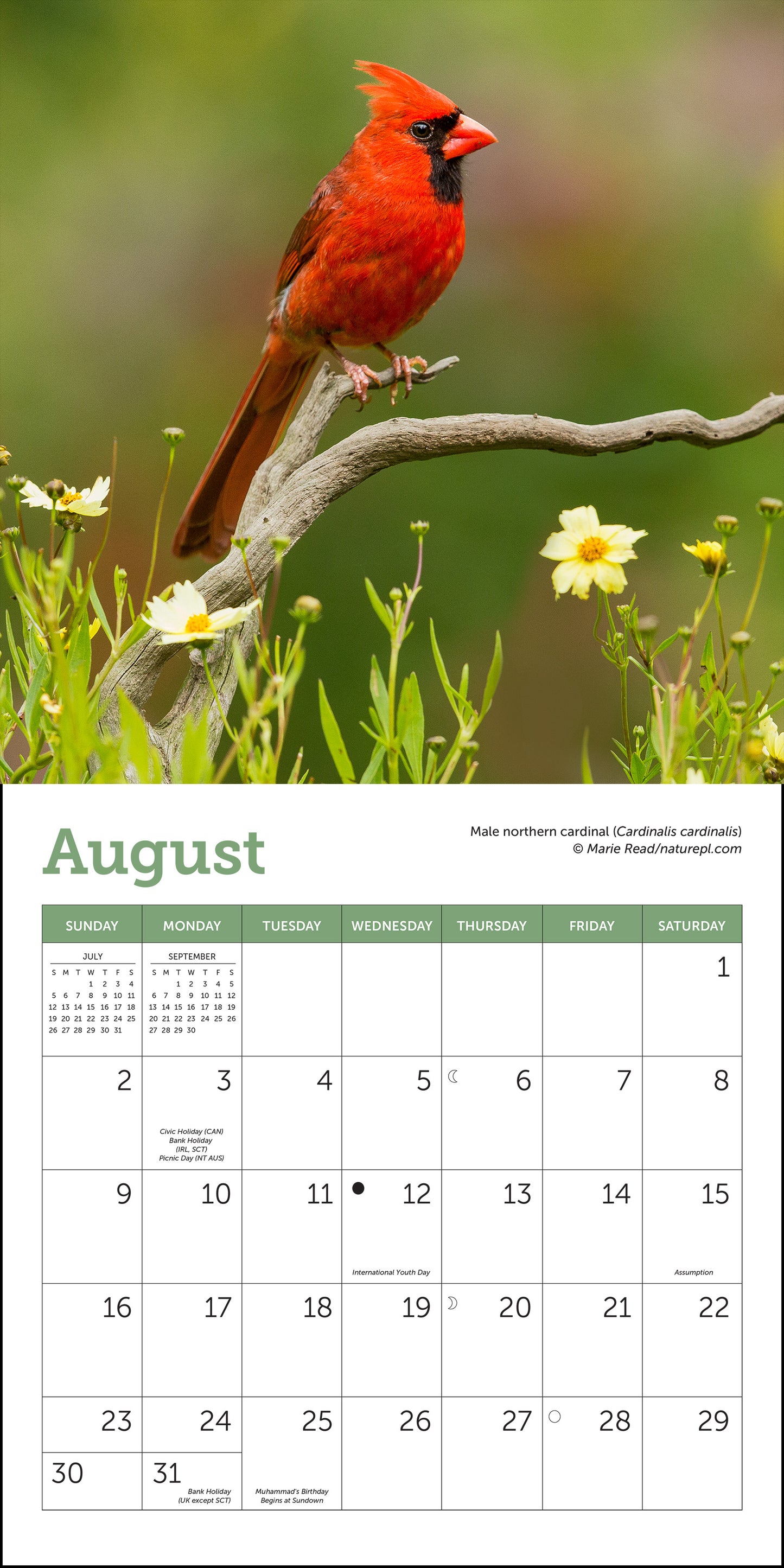2026 calendar featuring songbird photography