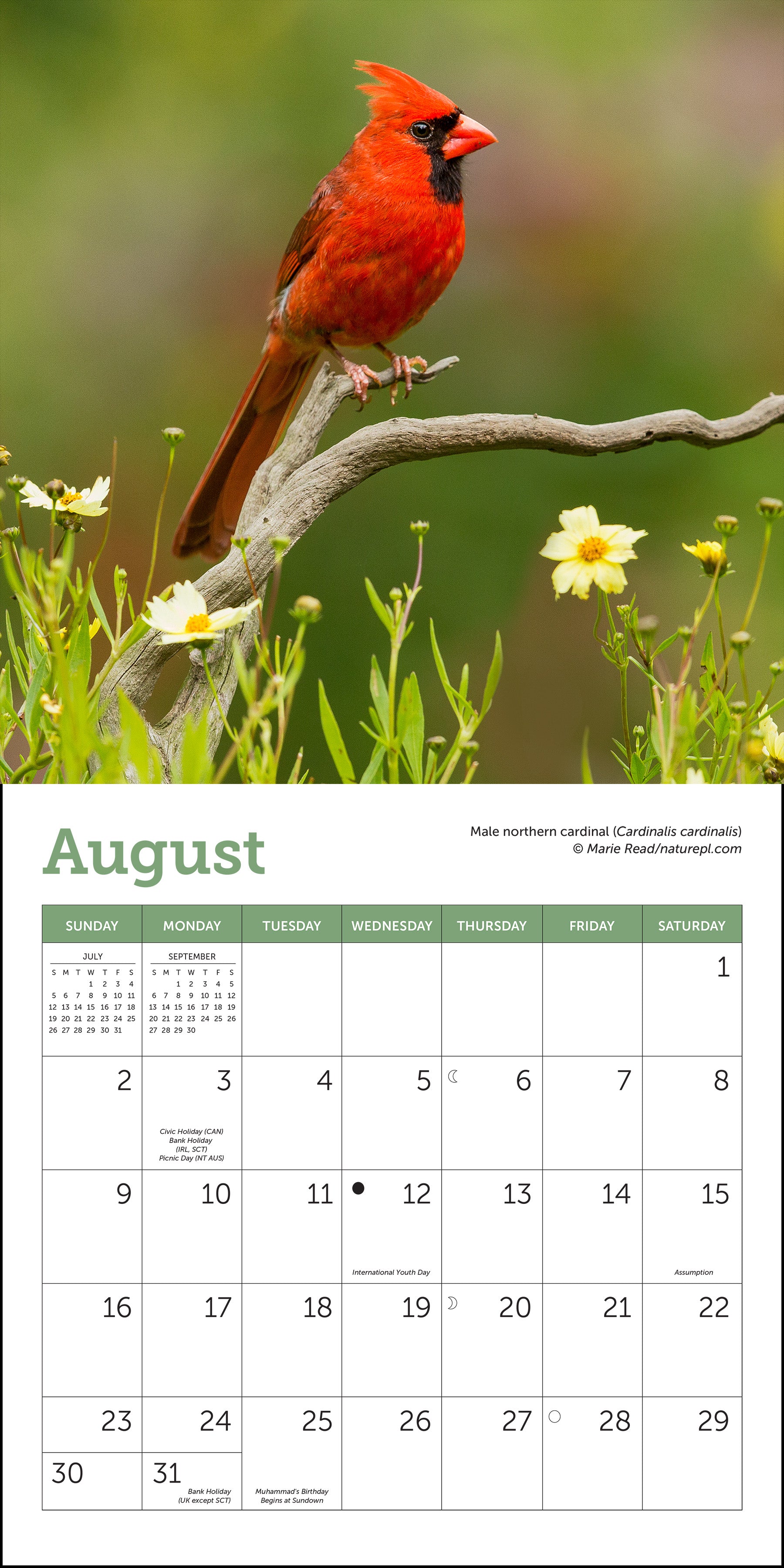 2026 calendar featuring songbird photography