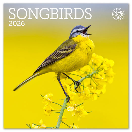 2026 Songbirds Mini Wall Calendar, 7" x 7"