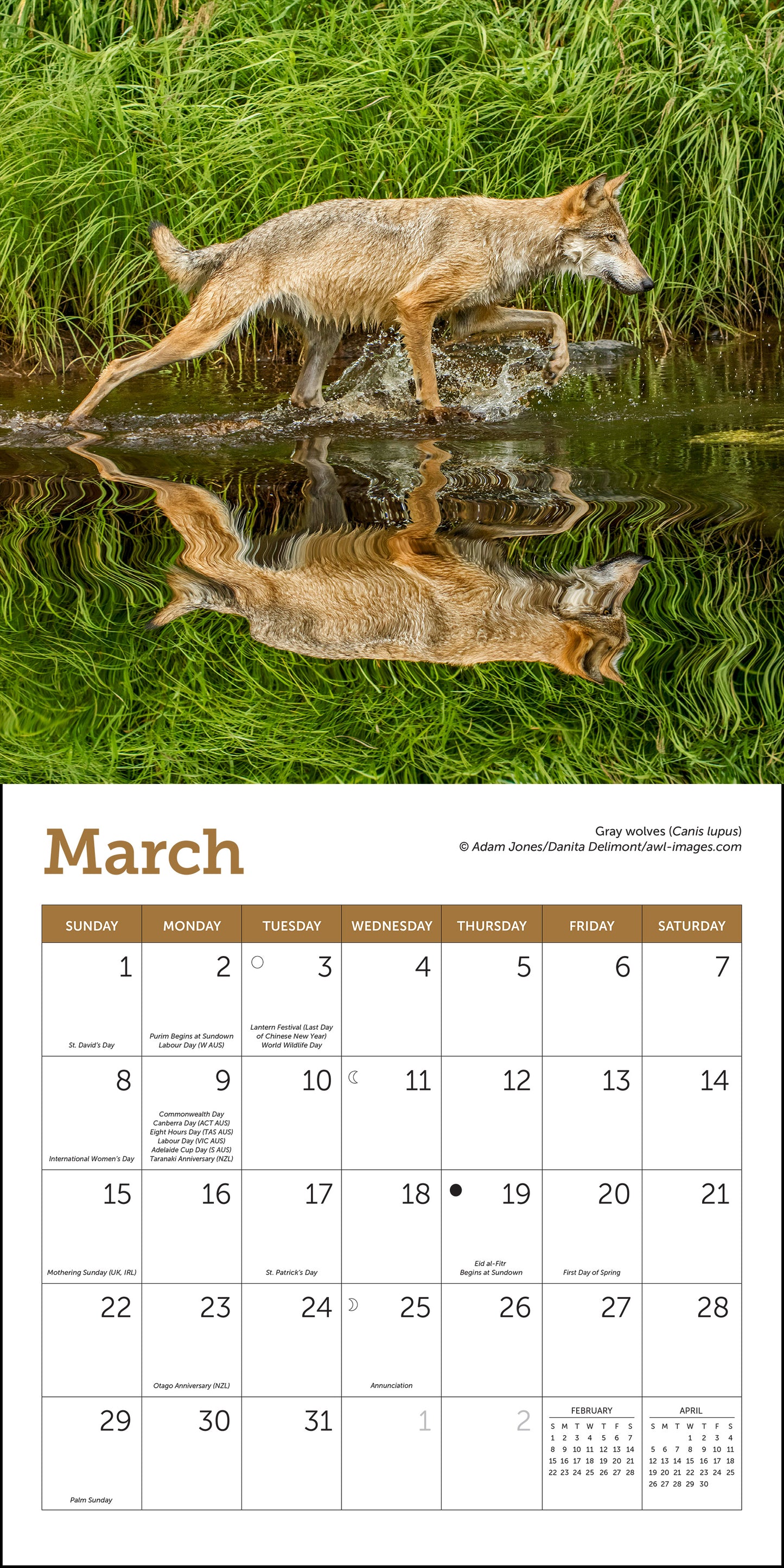 Mini wall calendar with wolf photography for 2026