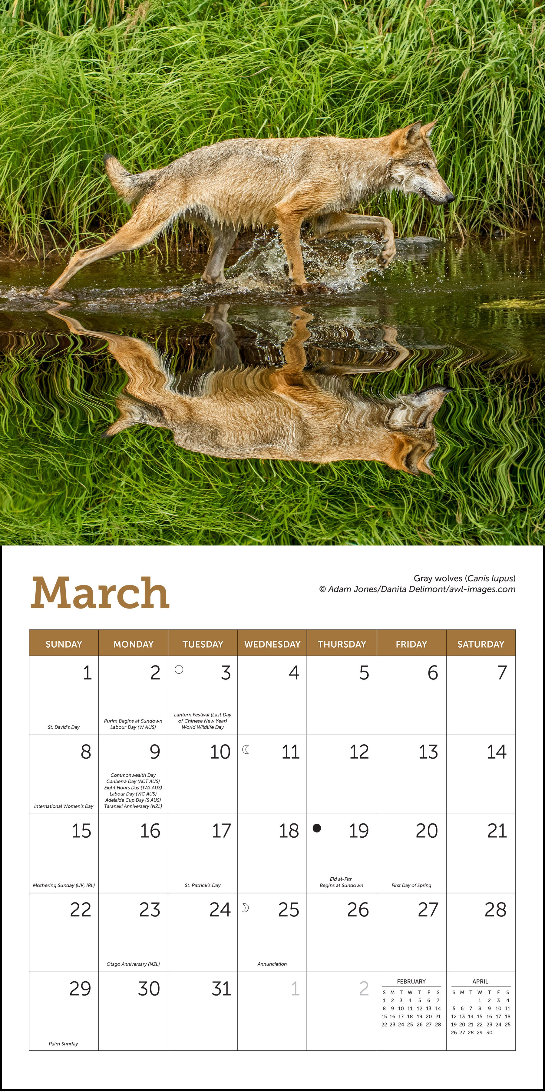Mini wall calendar with wolf photography for 2026