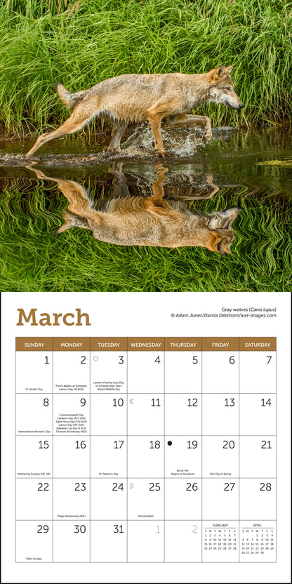 Mini wall calendar with wolf photography for 2026