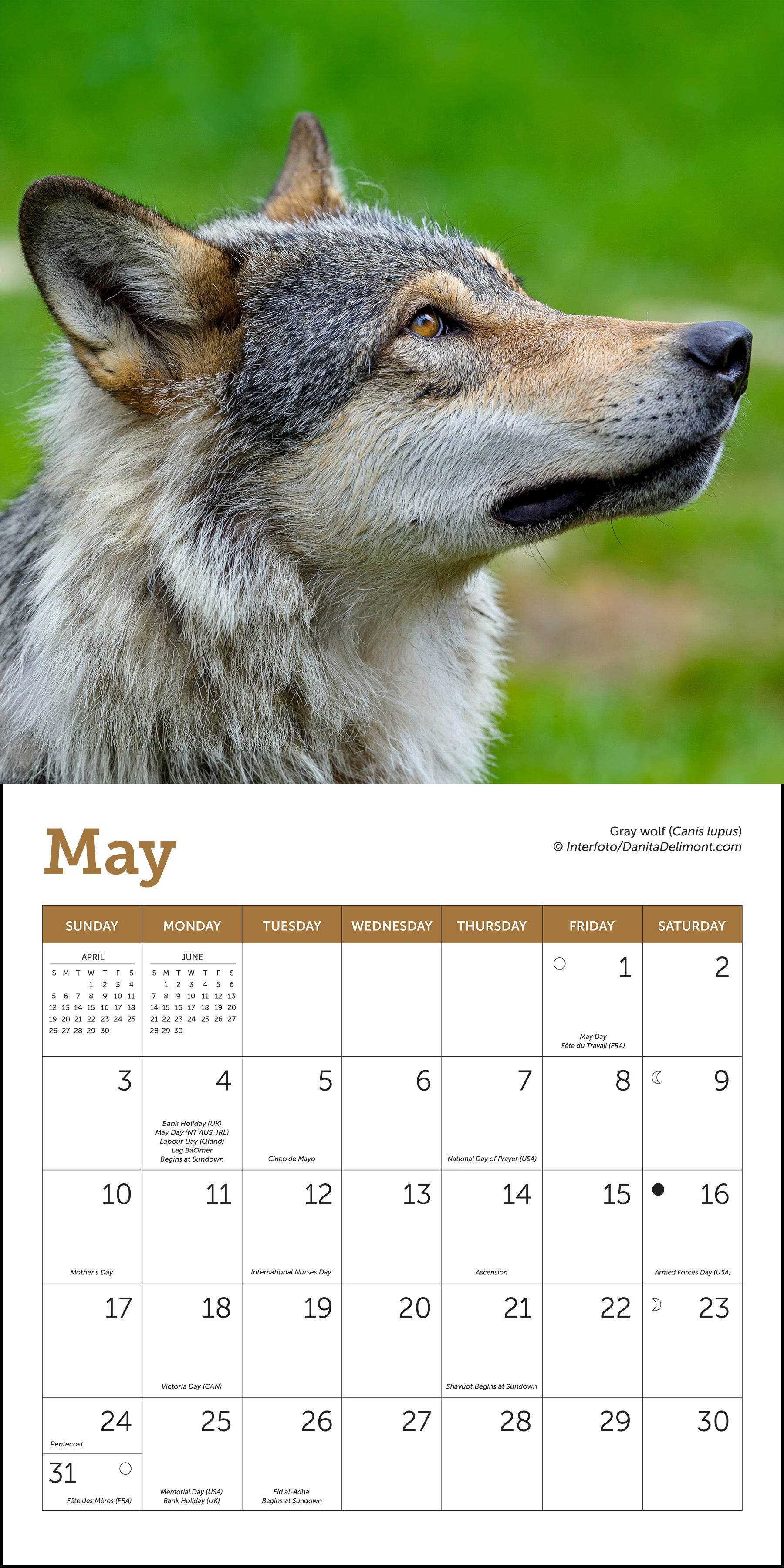 2026 calendar featuring wolves in the wild