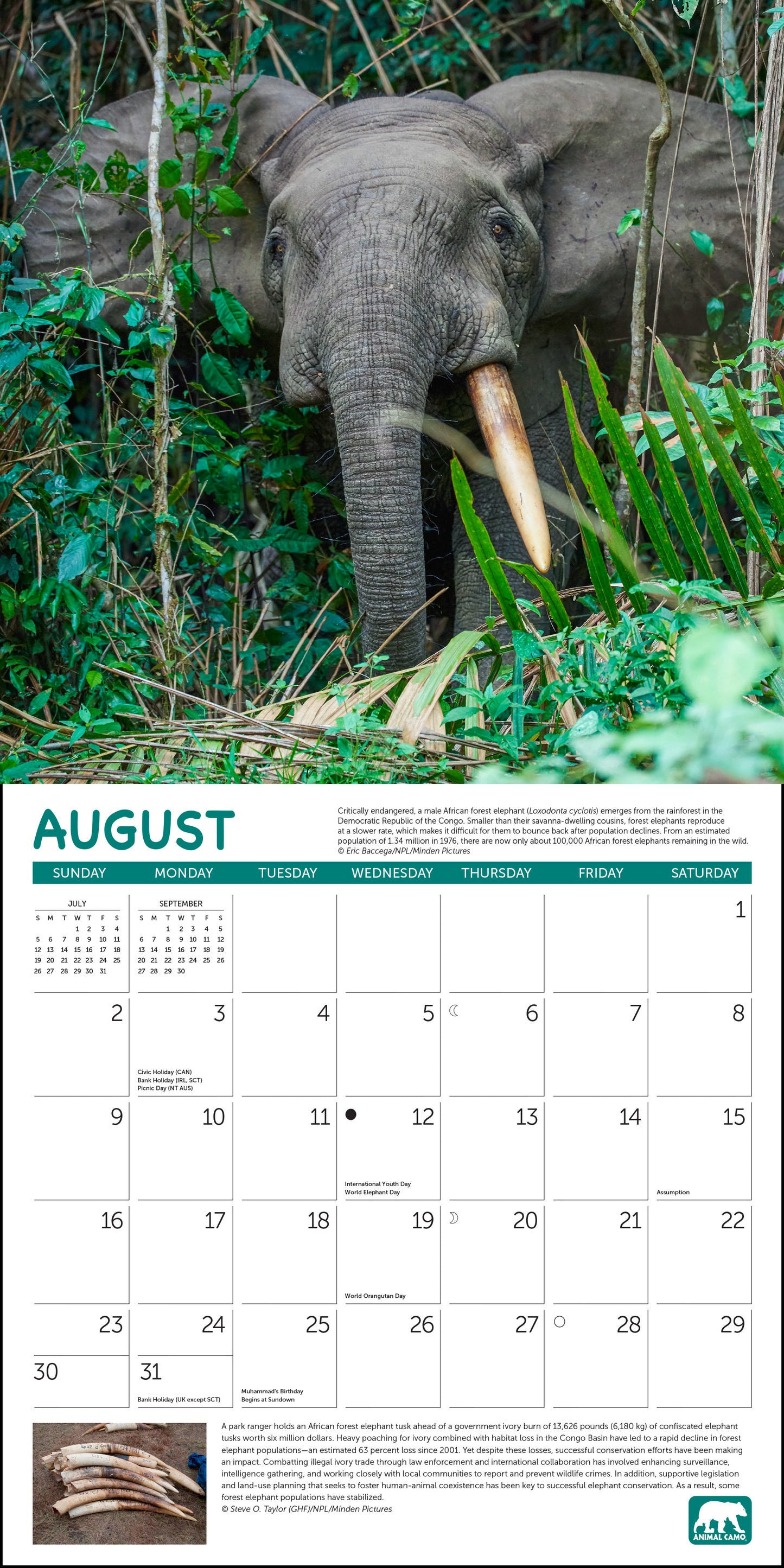 2026 Project Green Wall Calendar, 12 x 12"