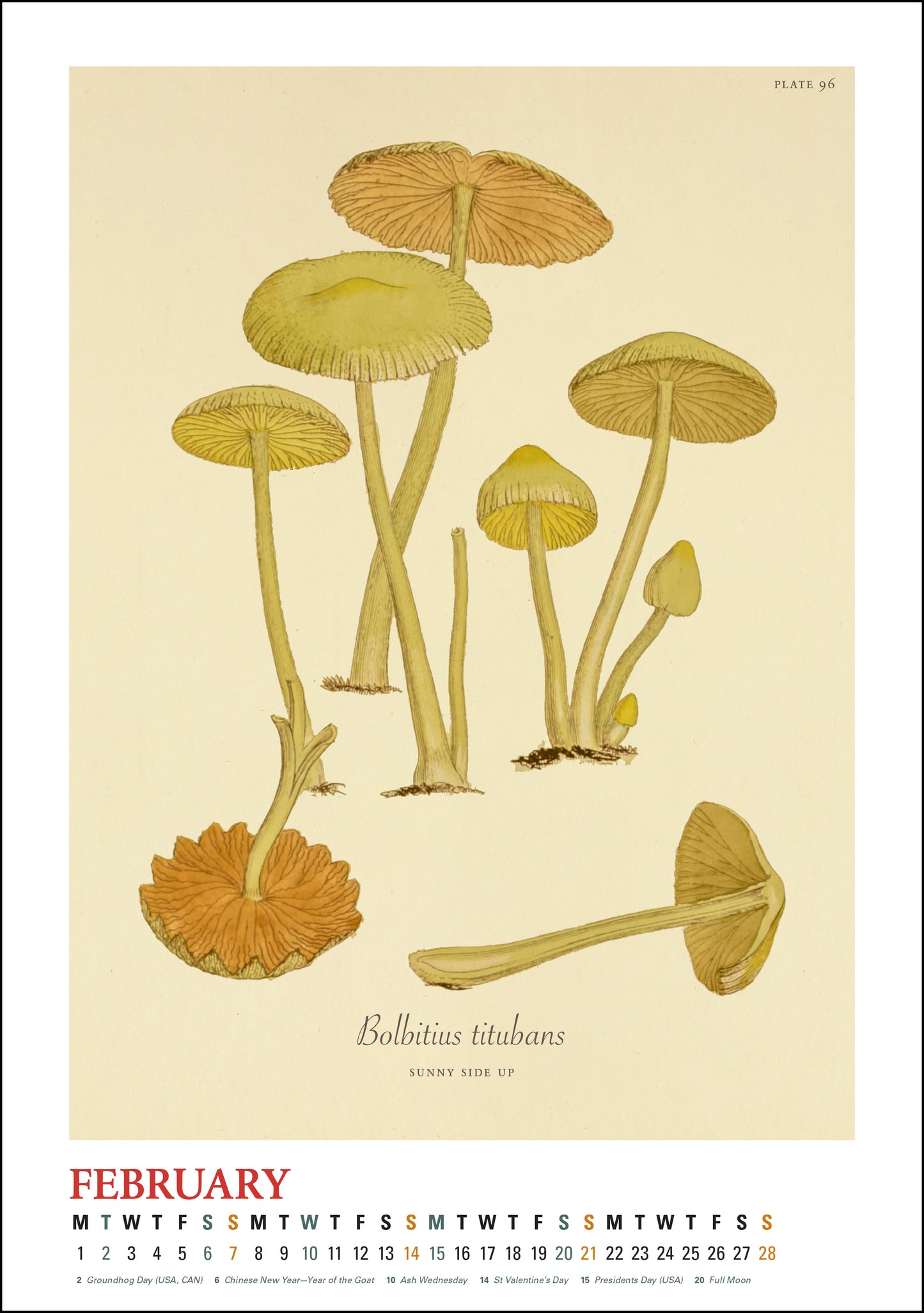 2027 Mushroom Botanicals Large Wall Calendar 13.4" x 19" Spiral Bound with Hanger