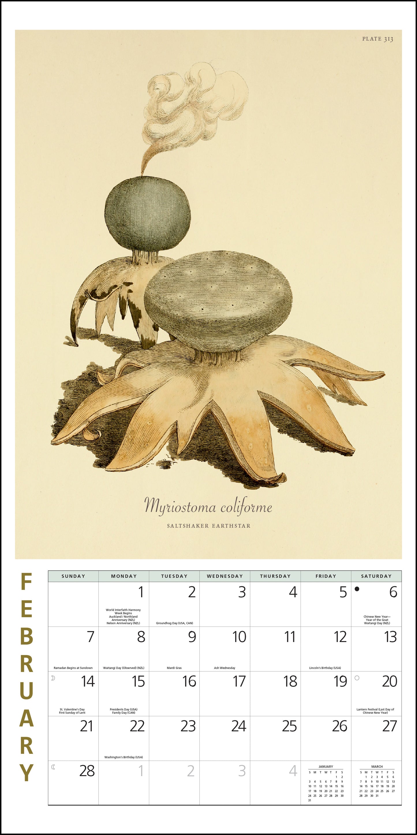 2027 Mushroom Botanical Prints Mini Wall, 7" x 7"