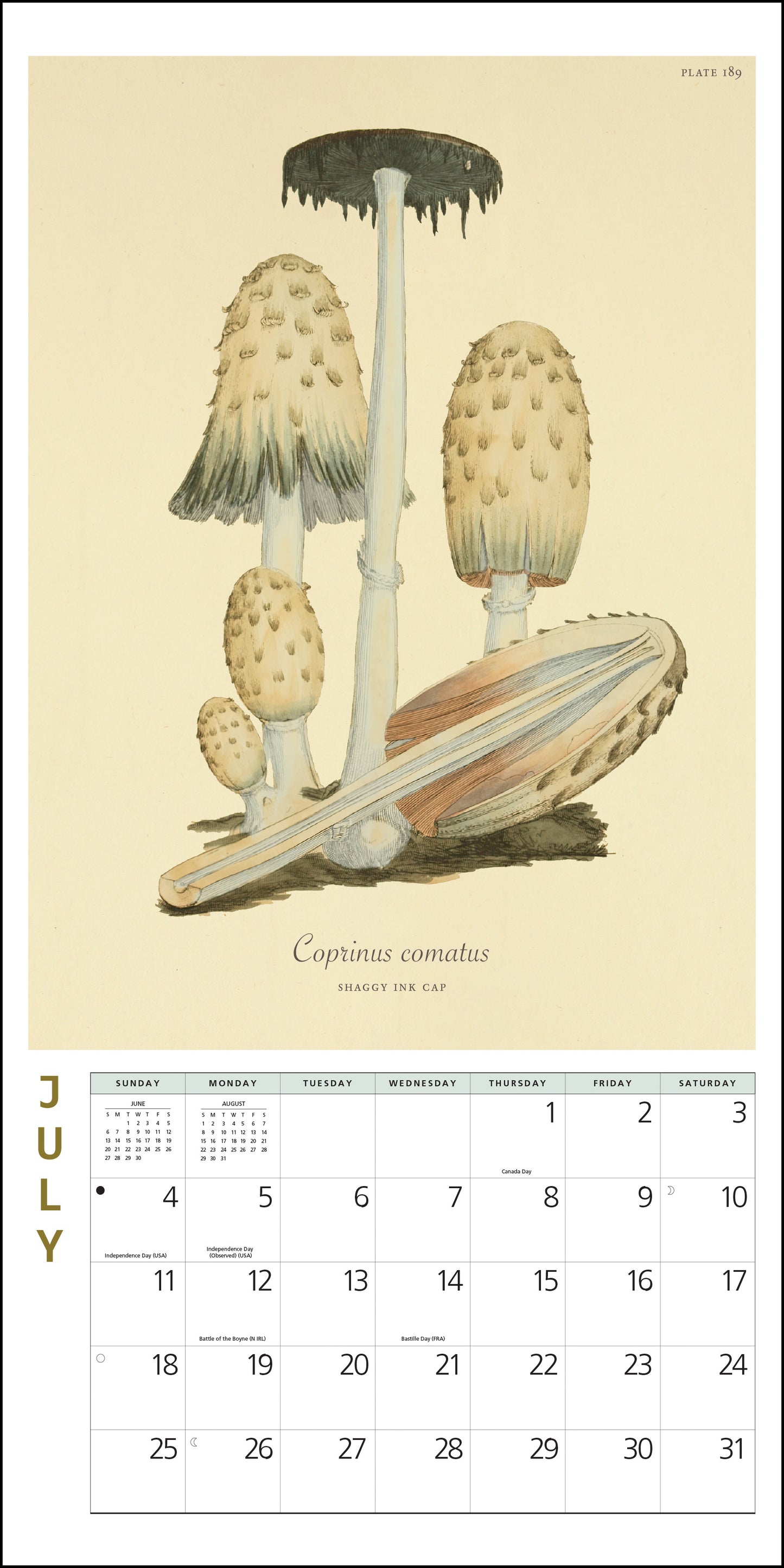 2027 Mushroom Botanical Prints Mini Wall, 7" x 7"