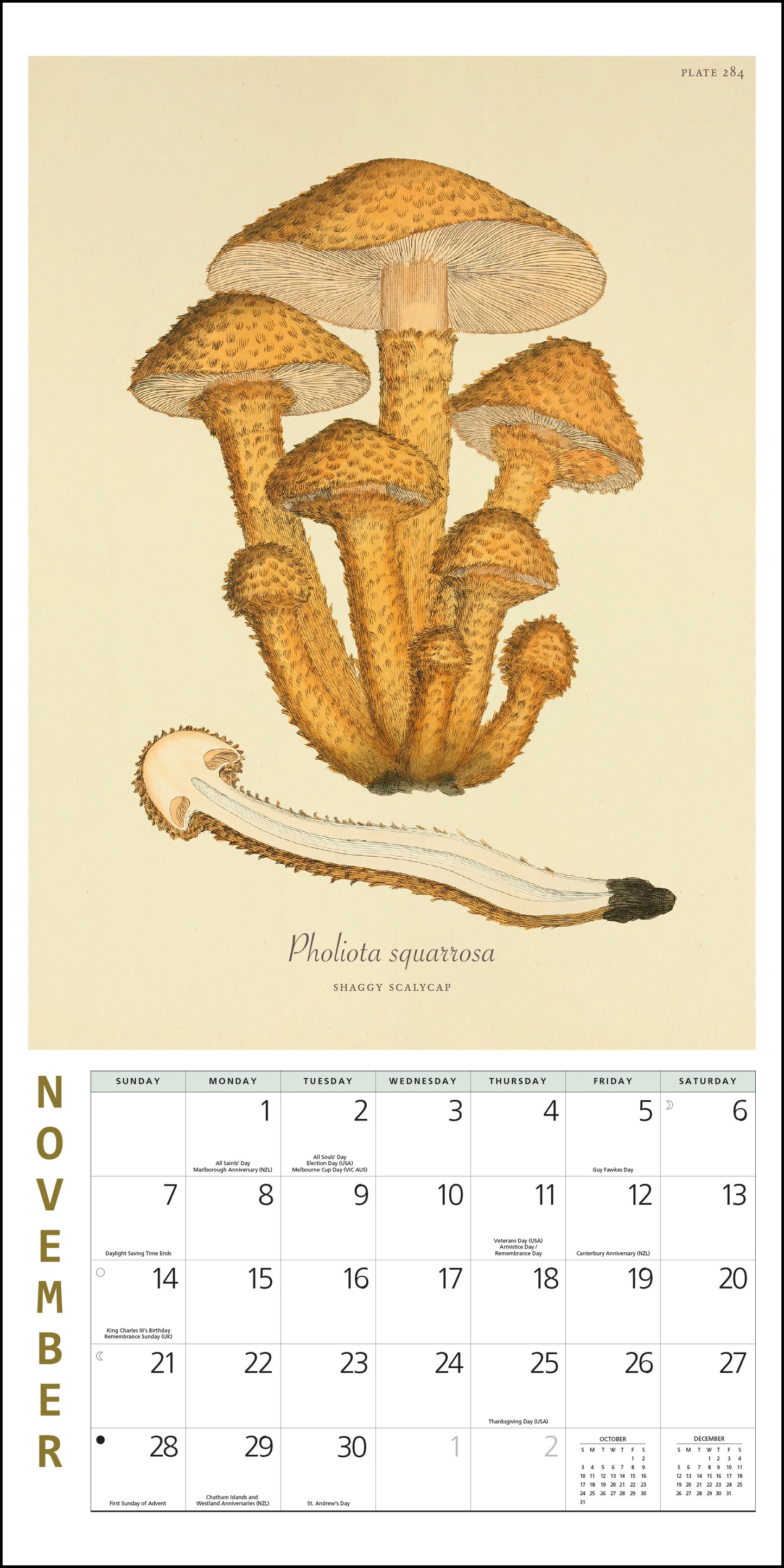 2027 Mushroom Botanical Prints Mini Wall, 7" x 7"