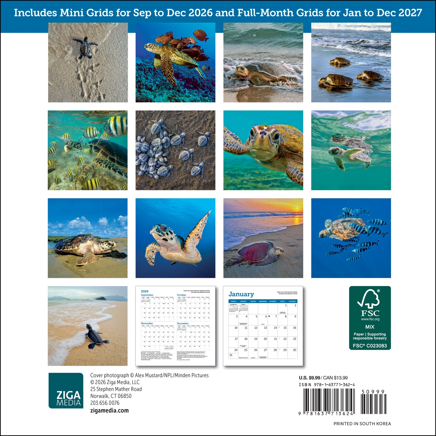 2027 Sea Turtles Mini Wall, 7" x 7"