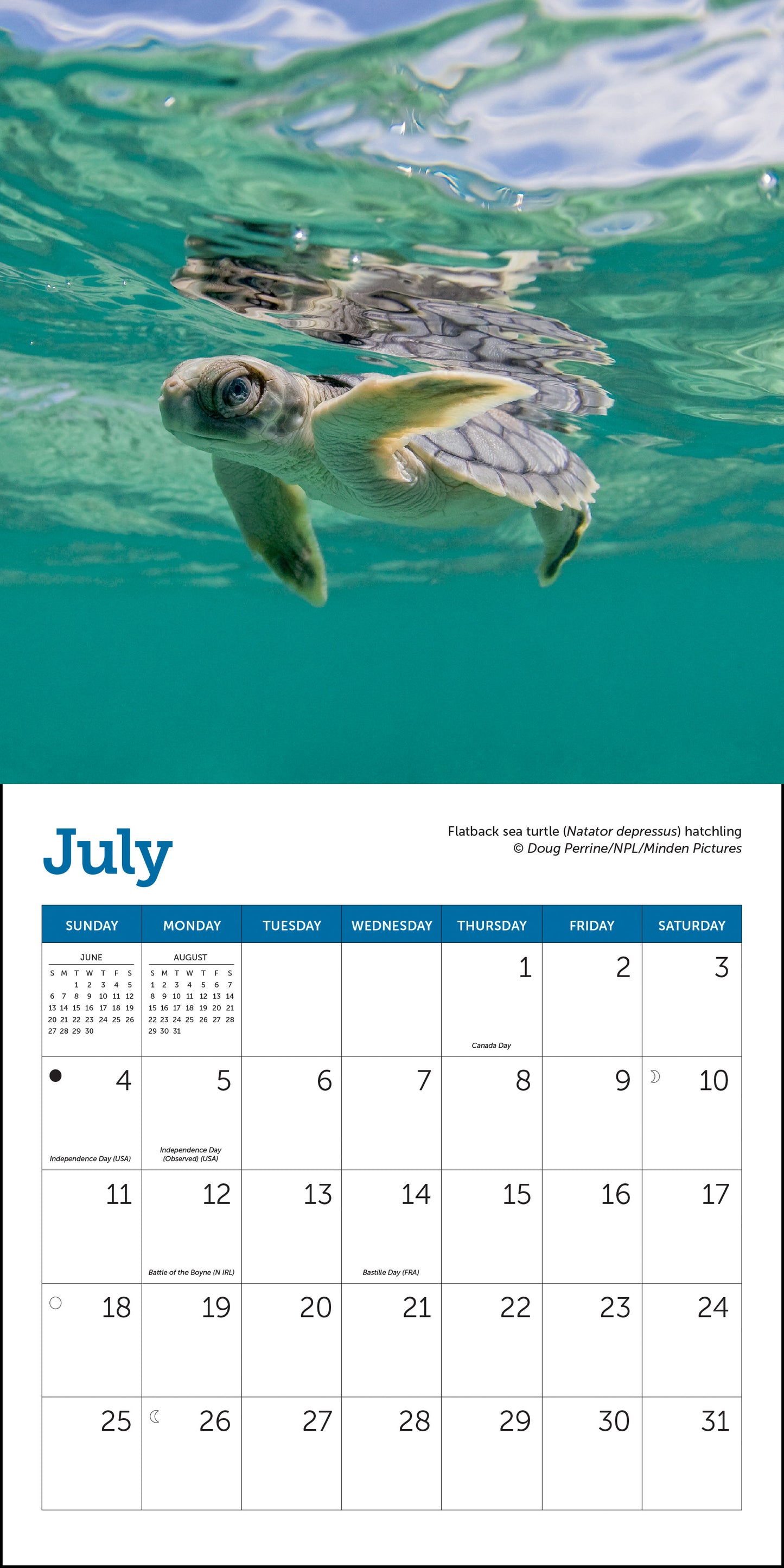 2027 Sea Turtles Mini Wall, 7" x 7"