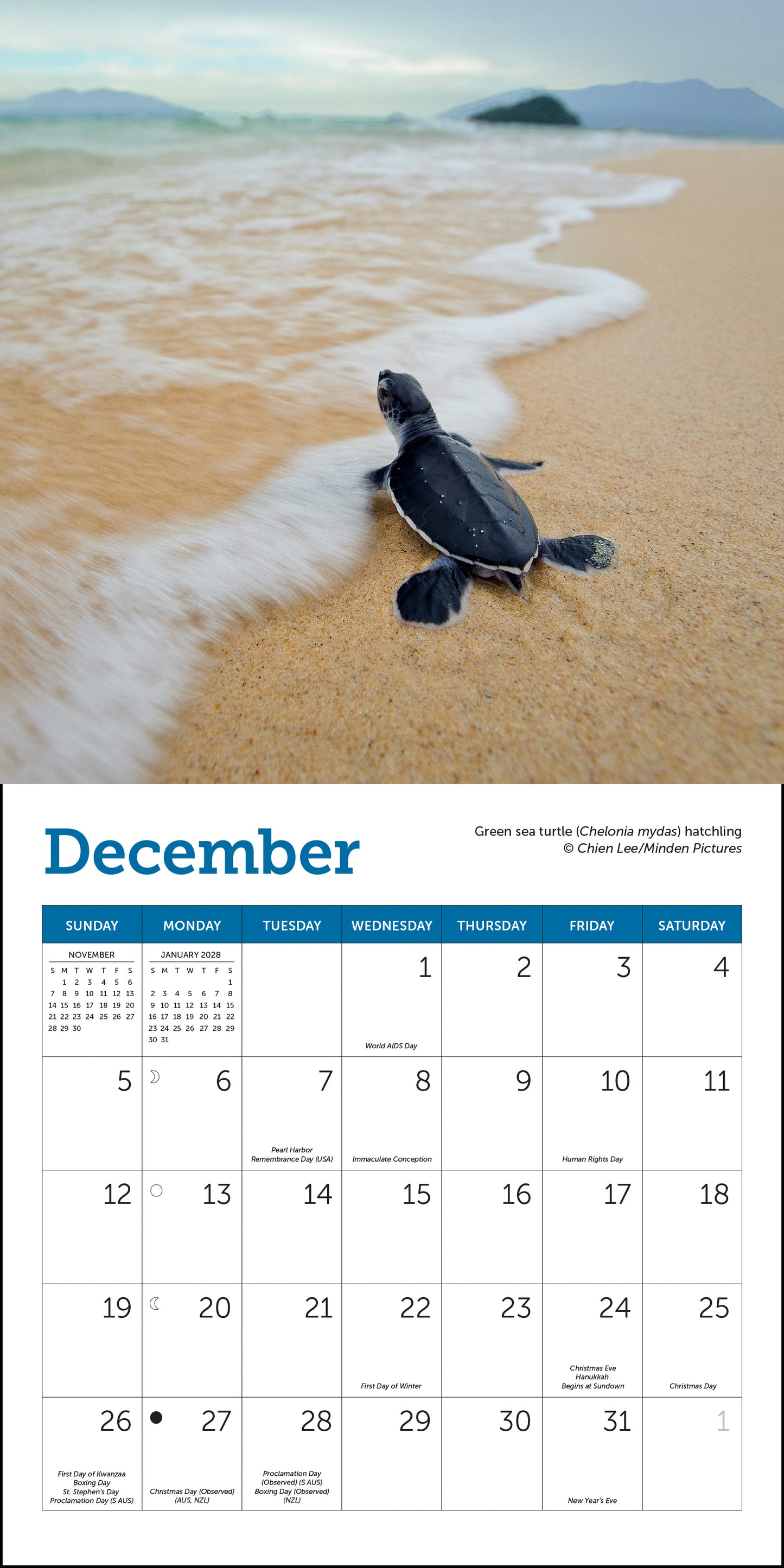 2027 Sea Turtles Mini Wall, 7" x 7"
