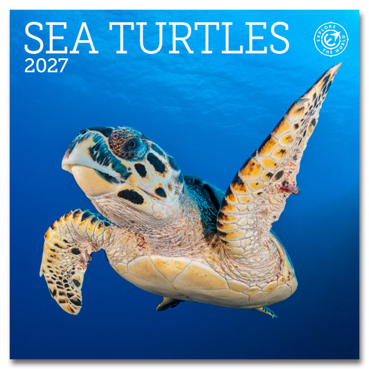 2027 Sea Turtles Mini Wall, 7" x 7"