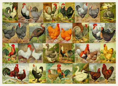 Poultry Breeds 1000 or 500 Piece Puzzle