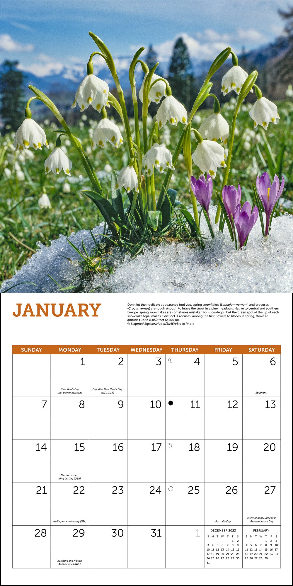 Wildflowers Wall Calendar 2024, Monthly January-December 12'' x 12"